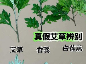 嫩叶草和欧洲的区别：嫩叶草更适合年轻人，而欧洲则适合追求高品质的消费者