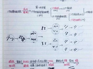 《细胞分裂 5：操作技巧全解析》