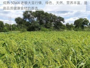 成熟 50WX 老狼大豆行情，绿色、天然、营养丰富，是高品质健康食材的首选