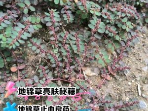 草草最新发地布 wy37 地扯是什么？如何找到它？