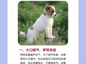 狗狗的东西为什么又硬又烫？该如何应对？