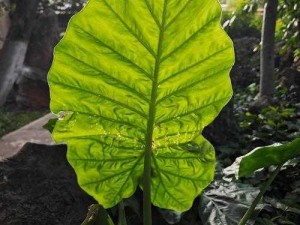 一杆大枪草一家三娘意思，天然植物提取，让你感受绿色健康的力量