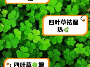 四叶草游戏;如何在四叶草游戏中快速获得稀有道具？