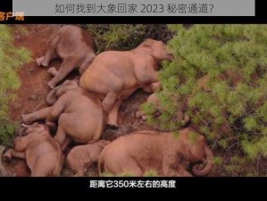 如何找到大象回家 2023 秘密通道？