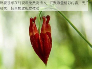 野花视频在线观看免费高清 6，汇聚海量精彩内容，无广告骚扰，畅享极致视觉体验