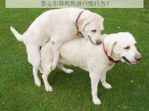 怎么引导狗狗进行性行为？