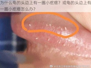 为什么龟的头边上有一圈小疙瘩？或龟的头边上有一圈小疙瘩怎么办？