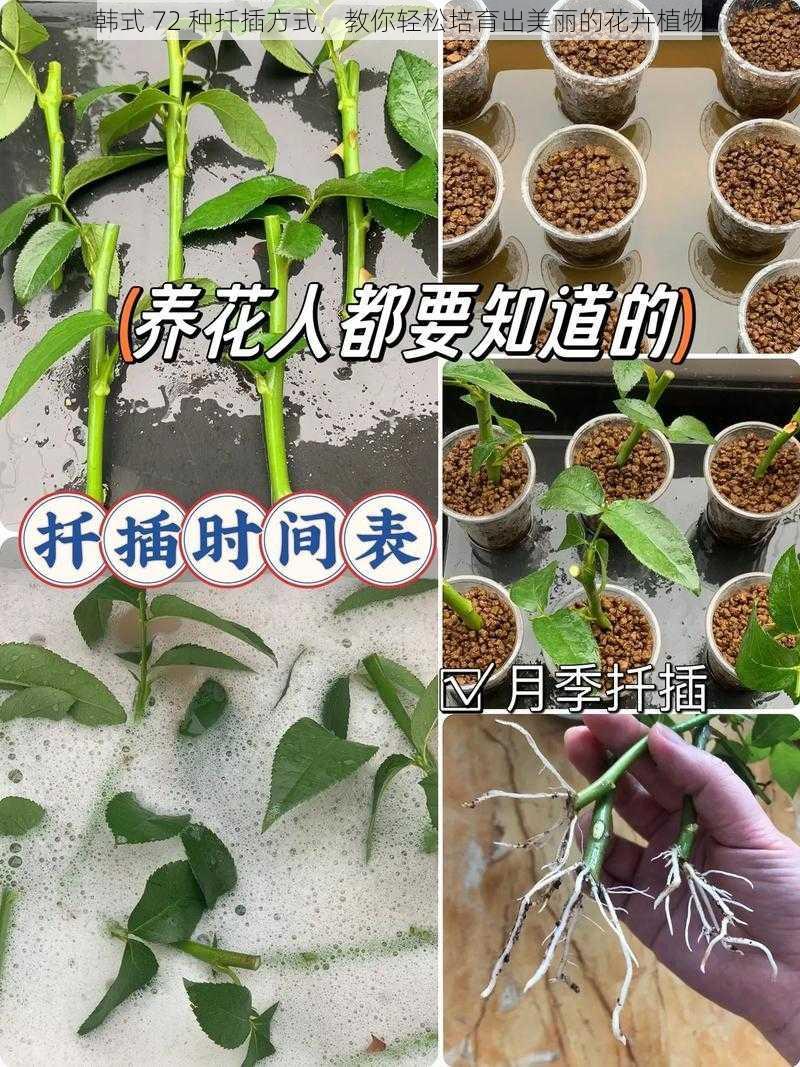 韩式 72 种扦插方式，教你轻松培育出美丽的花卉植物