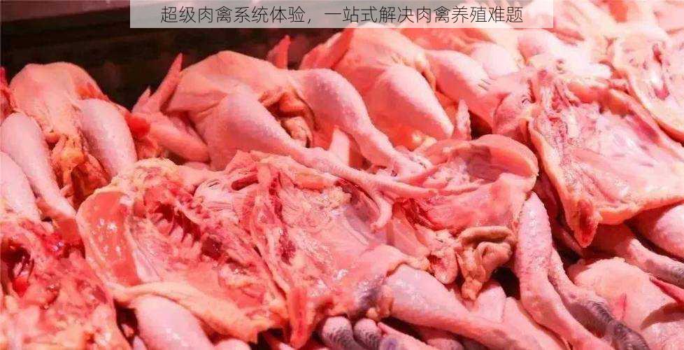 超级肉禽系统体验，一站式解决肉禽养殖难题