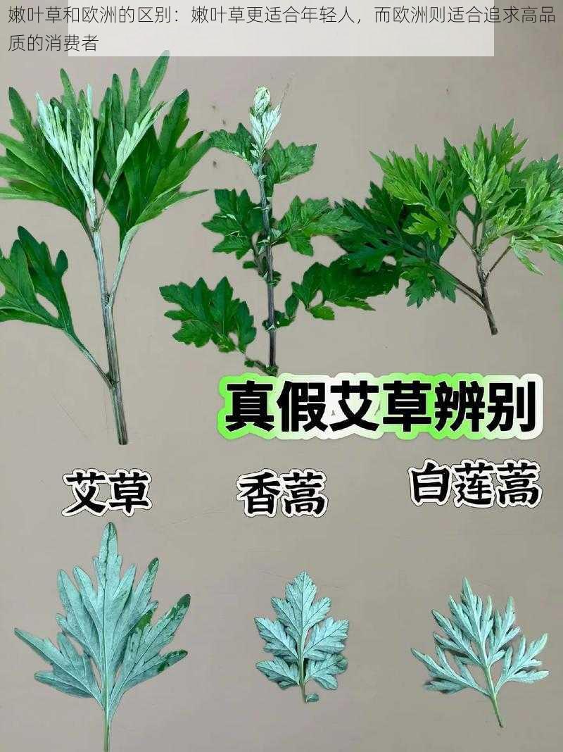 嫩叶草和欧洲的区别：嫩叶草更适合年轻人，而欧洲则适合追求高品质的消费者