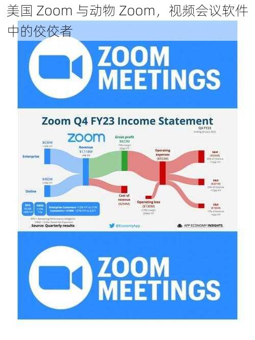 美国 Zoom 与动物 Zoom，视频会议软件中的佼佼者