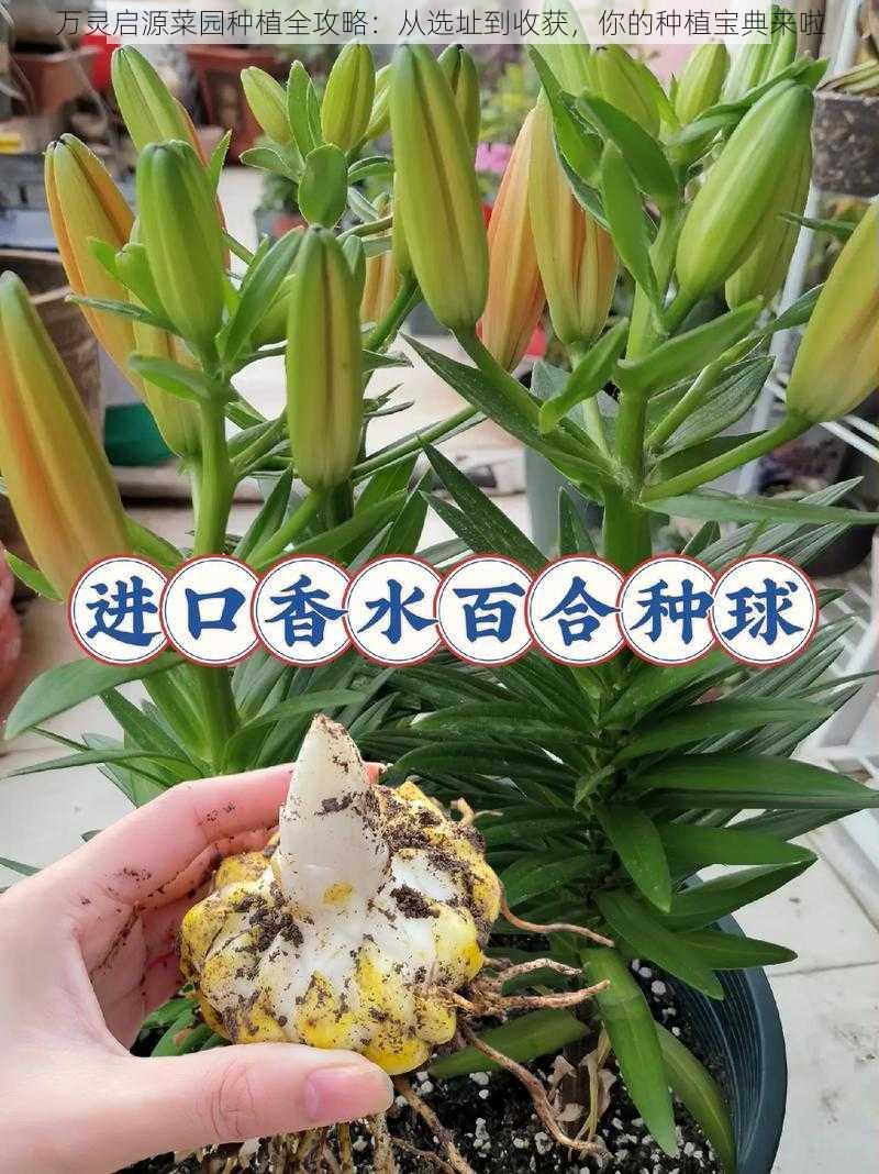 万灵启源菜园种植全攻略：从选址到收获，你的种植宝典来啦