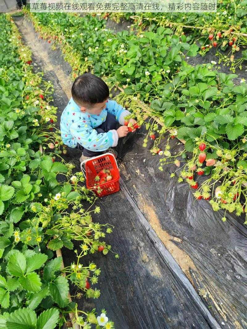 畅享草莓视频在线观看免费完整高清在线，精彩内容随时观看