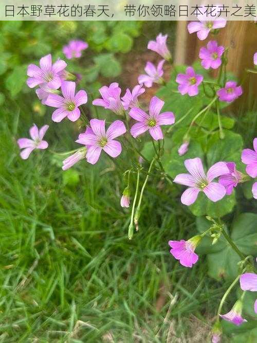 日本野草花的春天，带你领略日本花卉之美