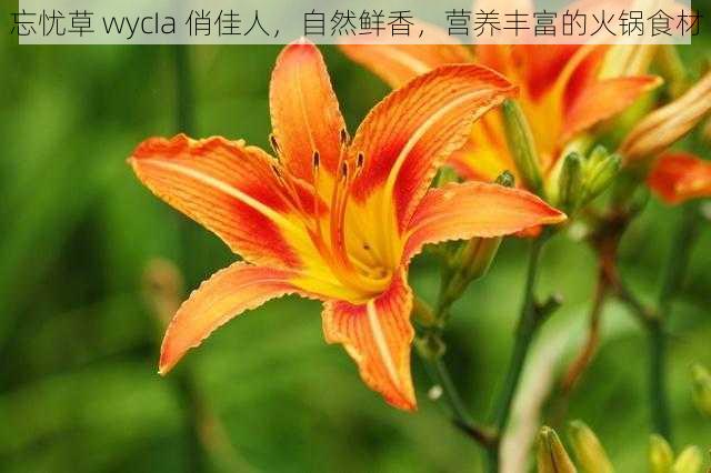 忘忧草 wycIa 俏佳人，自然鲜香，营养丰富的火锅食材