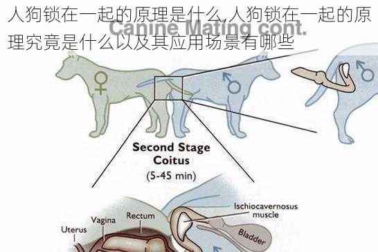 人狗锁在一起的原理是什么,人狗锁在一起的原理究竟是什么以及其应用场景有哪些