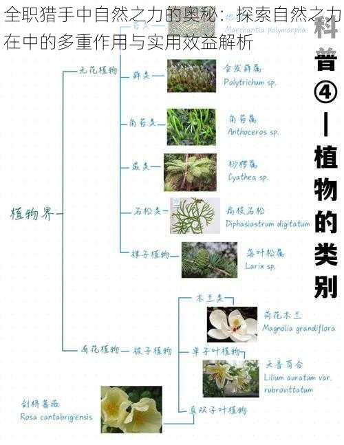 全职猎手中自然之力的奥秘：探索自然之力在中的多重作用与实用效益解析