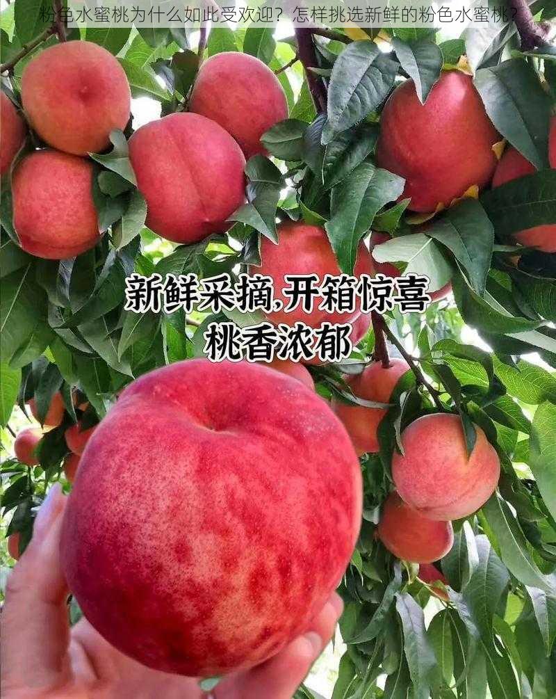 粉色水蜜桃为什么如此受欢迎？怎样挑选新鲜的粉色水蜜桃？