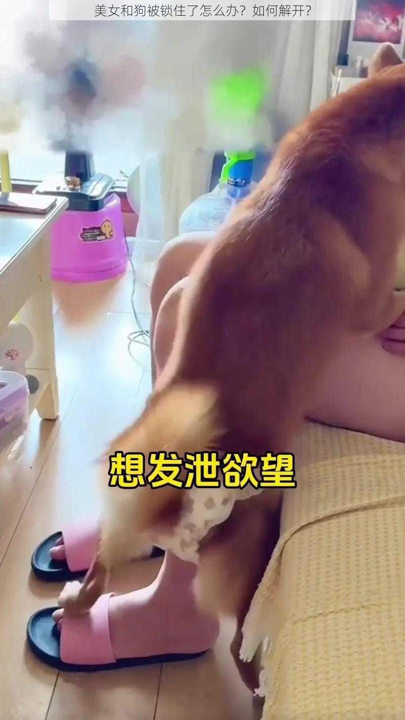 美女和狗被锁住了怎么办？如何解开？