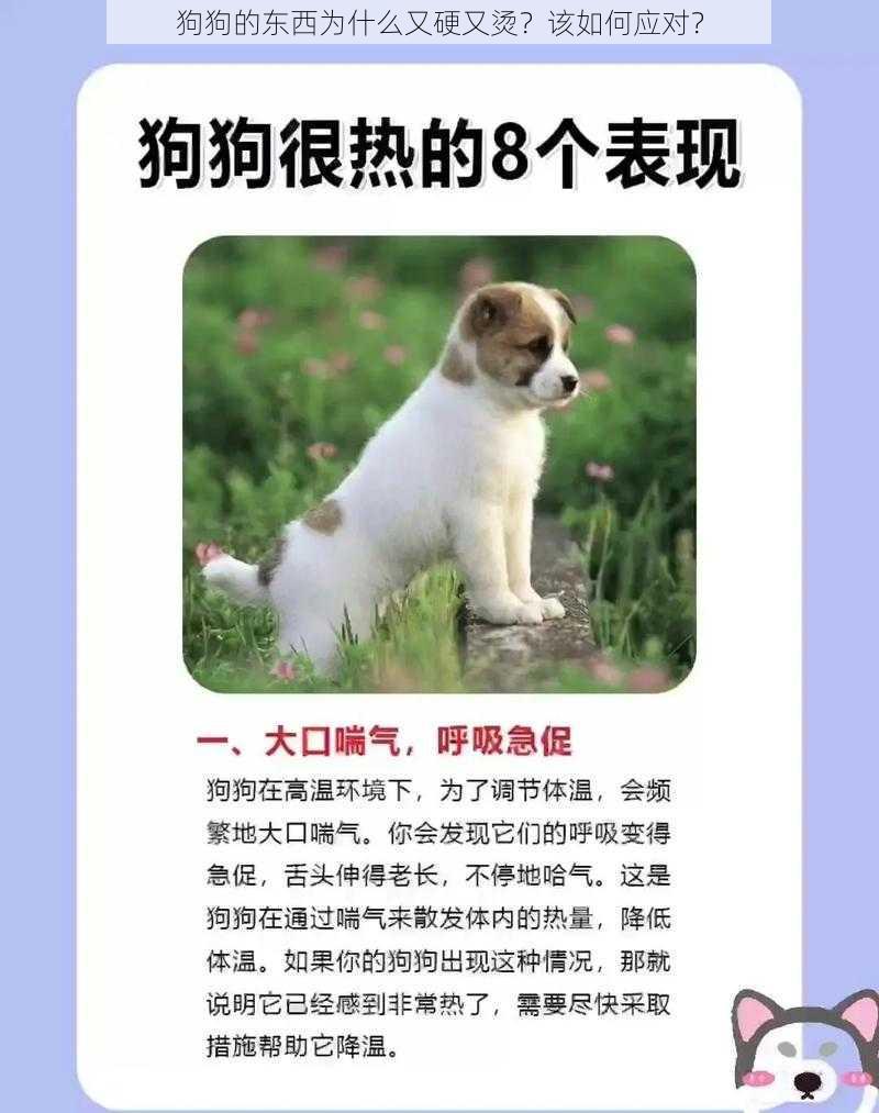 狗狗的东西为什么又硬又烫？该如何应对？