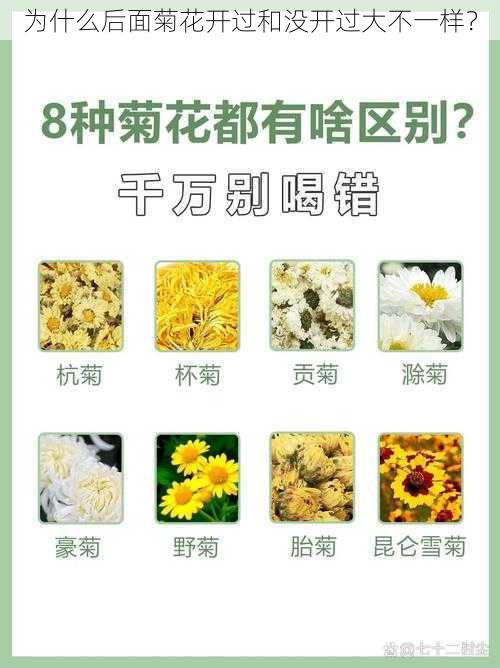 为什么后面菊花开过和没开过大不一样？