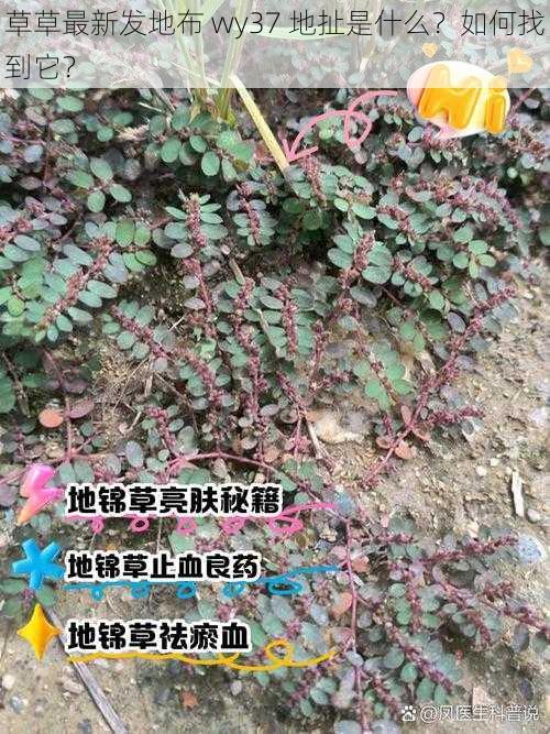 草草最新发地布 wy37 地扯是什么？如何找到它？