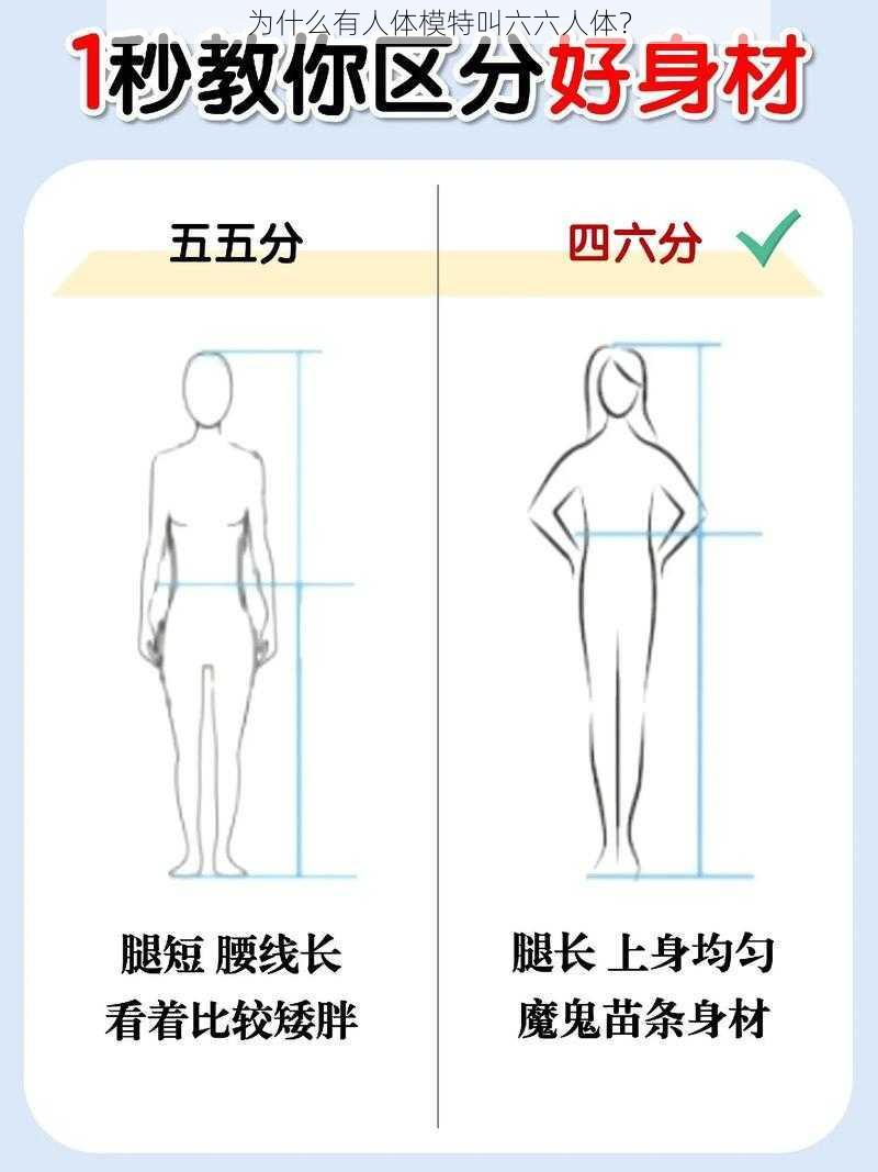 为什么有人体模特叫六六人体？