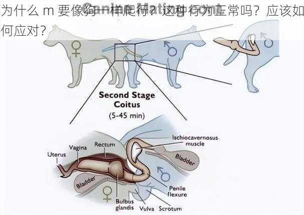 为什么 m 要像狗一样爬行？这种行为正常吗？应该如何应对？