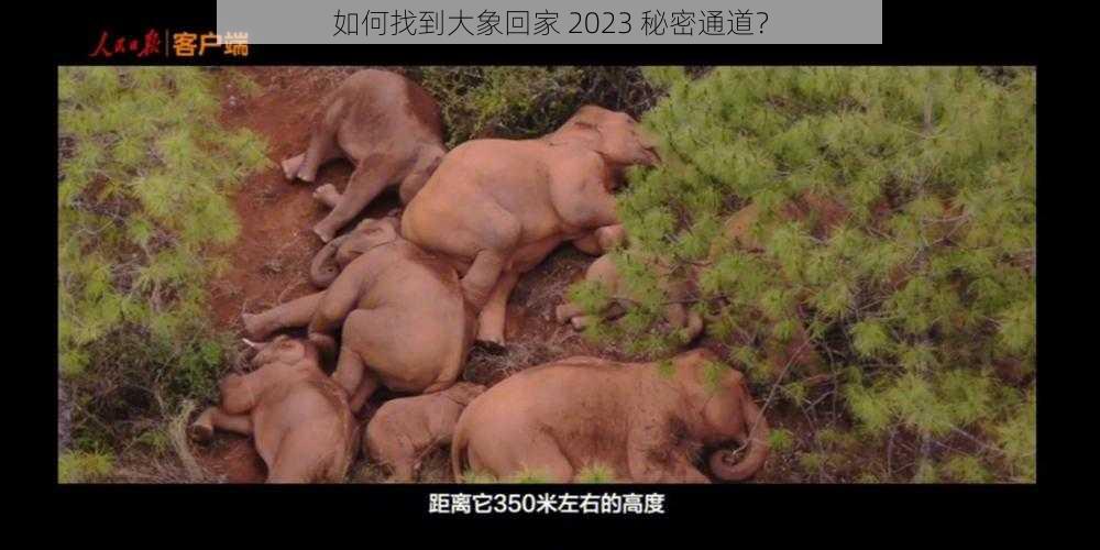 如何找到大象回家 2023 秘密通道？