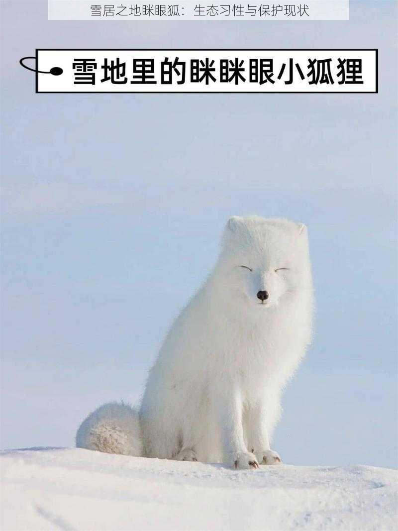 雪居之地眯眼狐：生态习性与保护现状